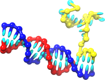 Biophysics of strand displacement